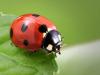 Lady Bug on a Leaf